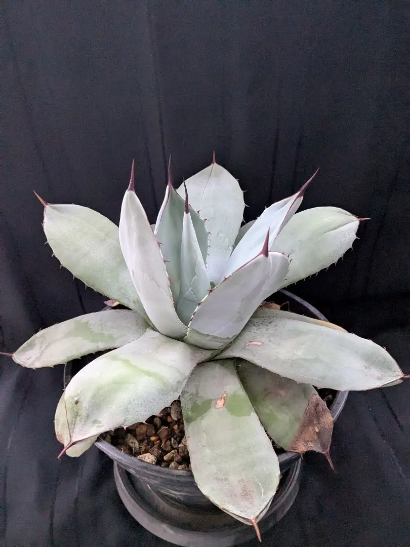 2026年最新】アガベ パリー ハンティントンの人気アイテム - メルカリ