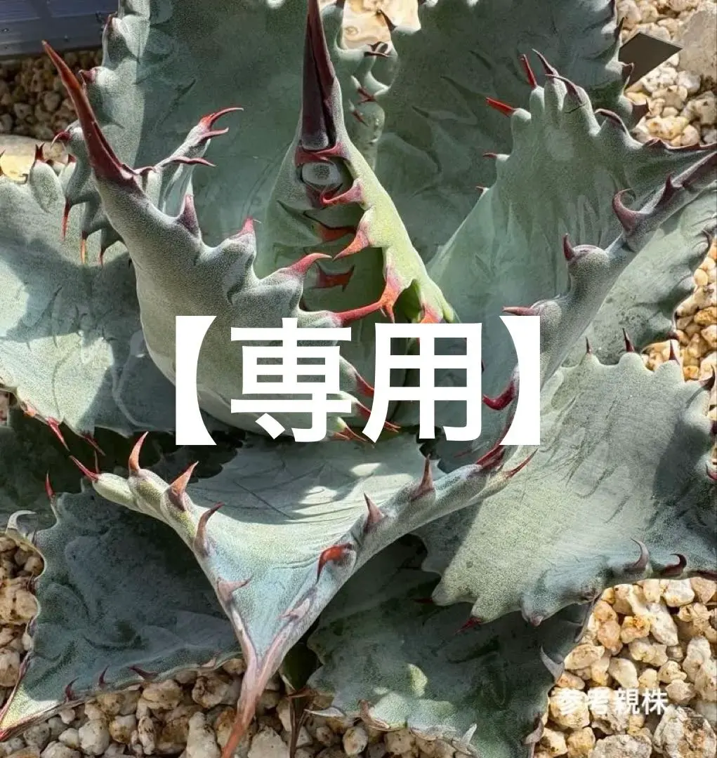 2026年最新】アガベ パラサナ イシスメンシスの人気アイテム - メルカリ