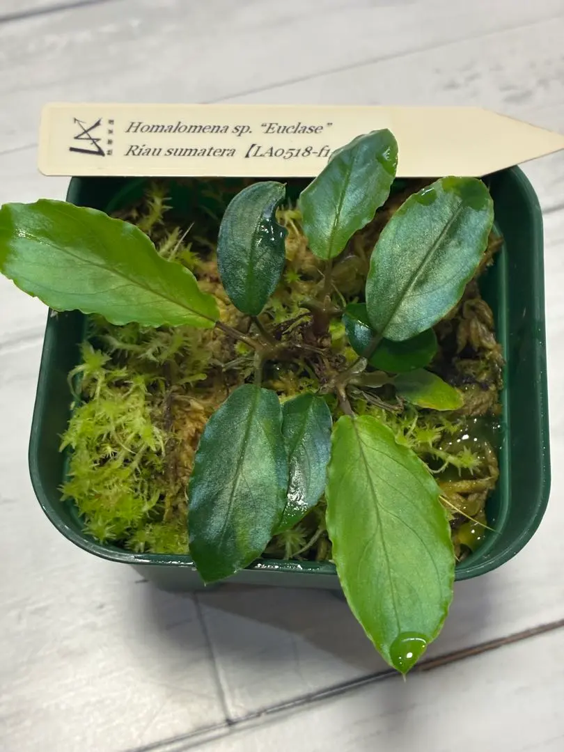 2026年最新】ホマロメナ 正規タグの人気アイテム - メルカリ