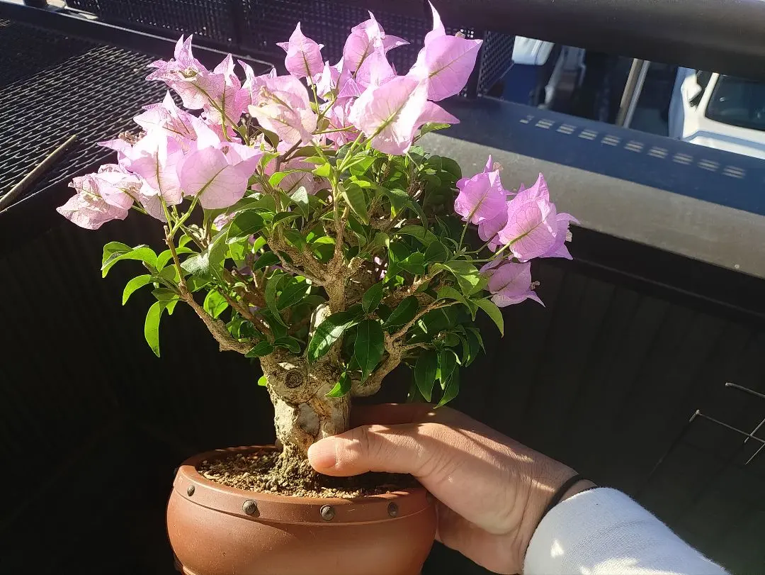 2026年最新】ブーゲンビリア 盆栽の人気アイテム - メルカリ