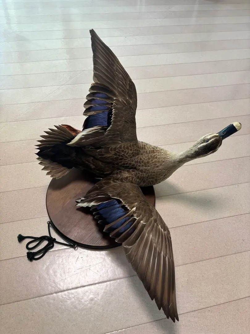 2026年最新】鴨 剥製の人気アイテム - メルカリ