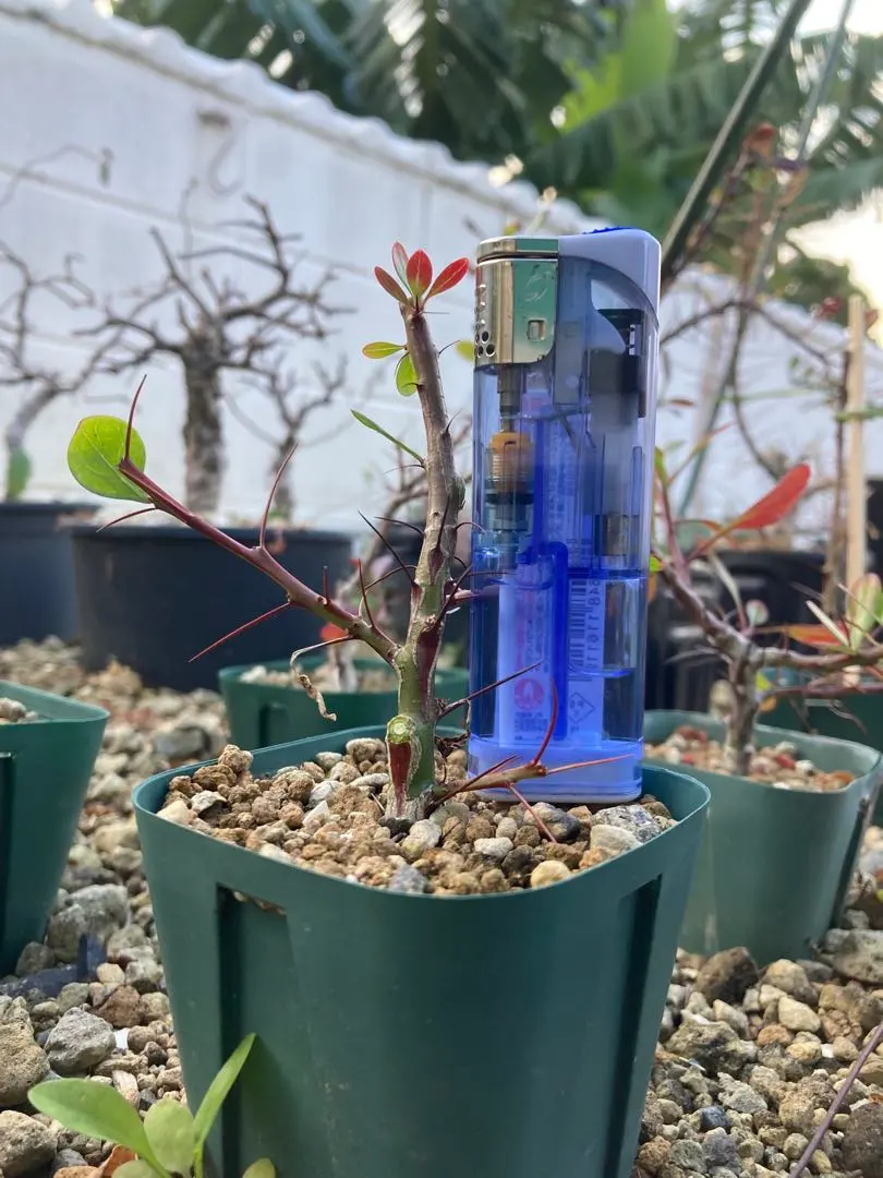 2026年最新】フォークイエリア ファシクラータ 実生の人気アイテム