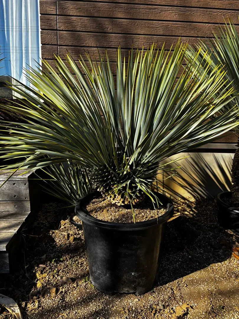 2026年最新】ロストラータ 分頭の人気アイテム - メルカリ