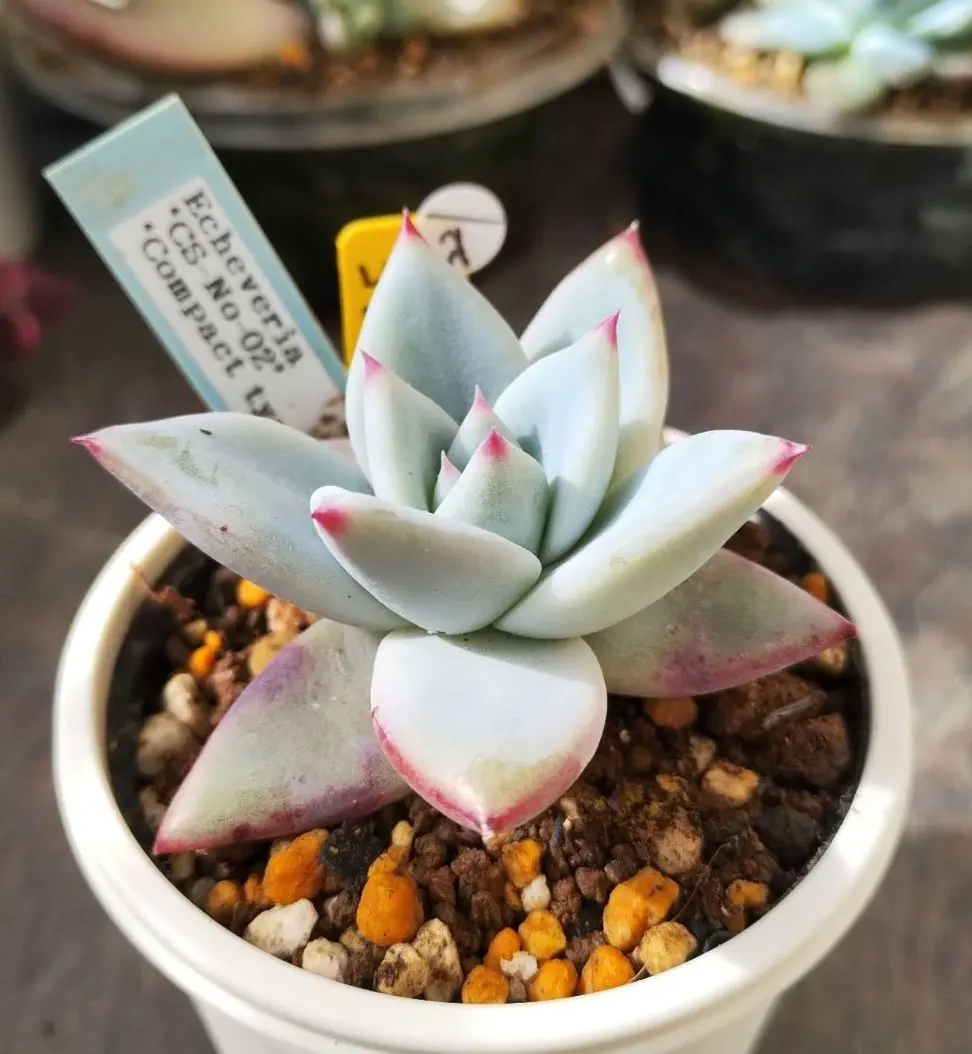 2026年最新】堀川コロラータの人気アイテム - メルカリ