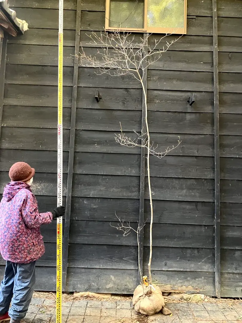 2026年最新】山採り ミツバツツジの人気アイテム - メルカリ