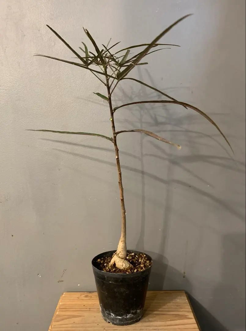 2026年最新】ブラキキトン ボトルツリーの人気アイテム - メルカリ