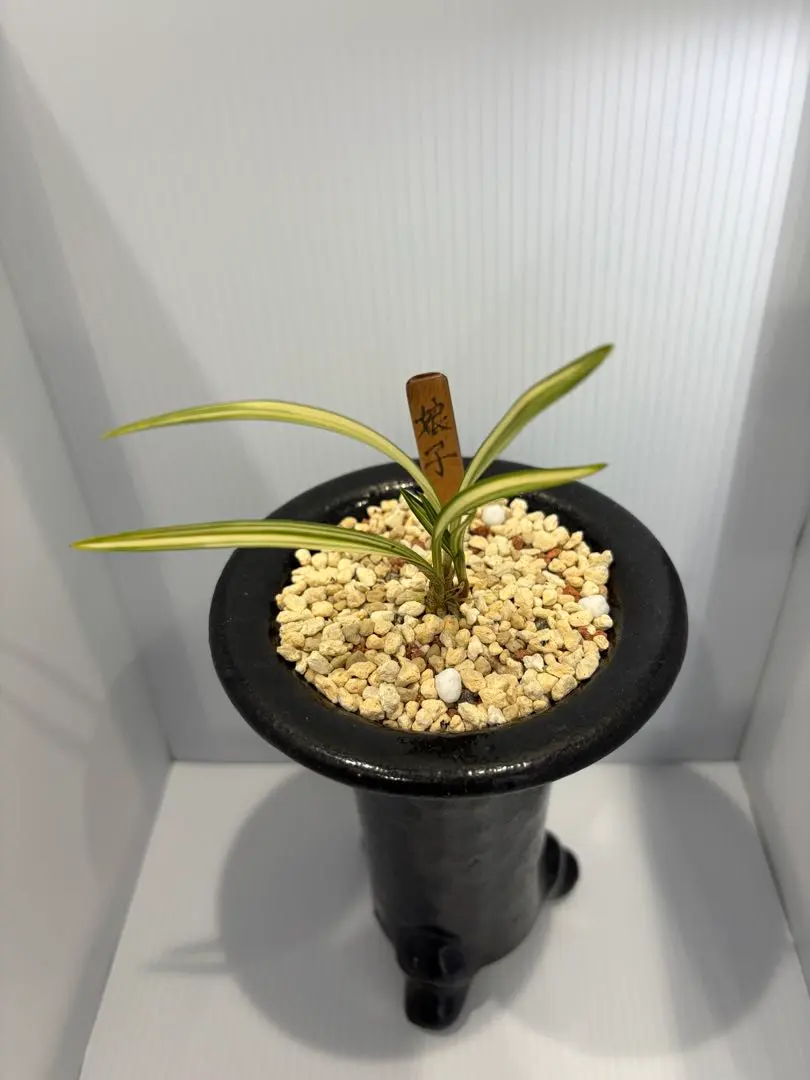 2026年最新】韓国 春蘭の人気アイテム - メルカリ