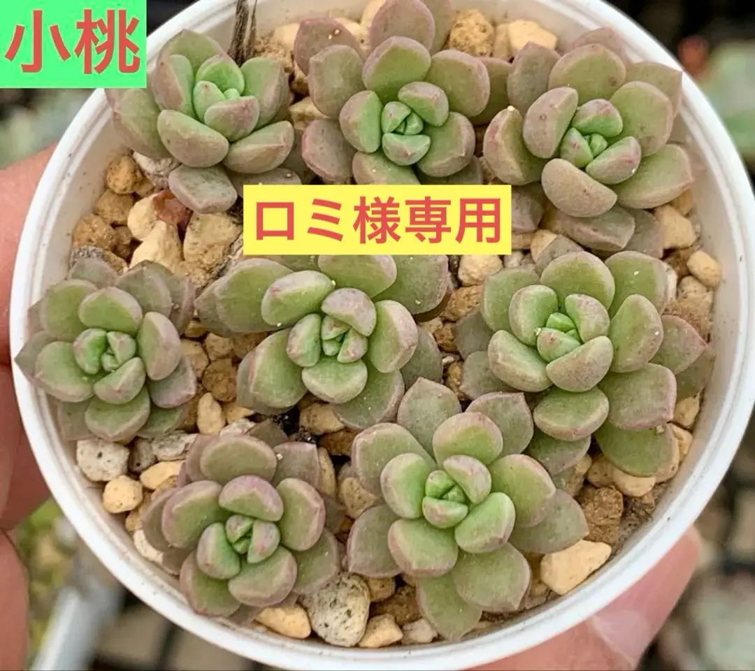 2026年最新】古都の葉 小桃の人気アイテム - メルカリ