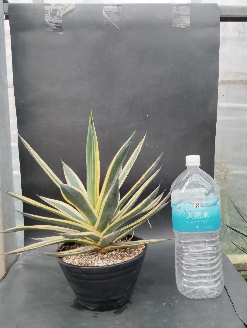 2026年最新】アガベ スノーグローの人気アイテム - メルカリ