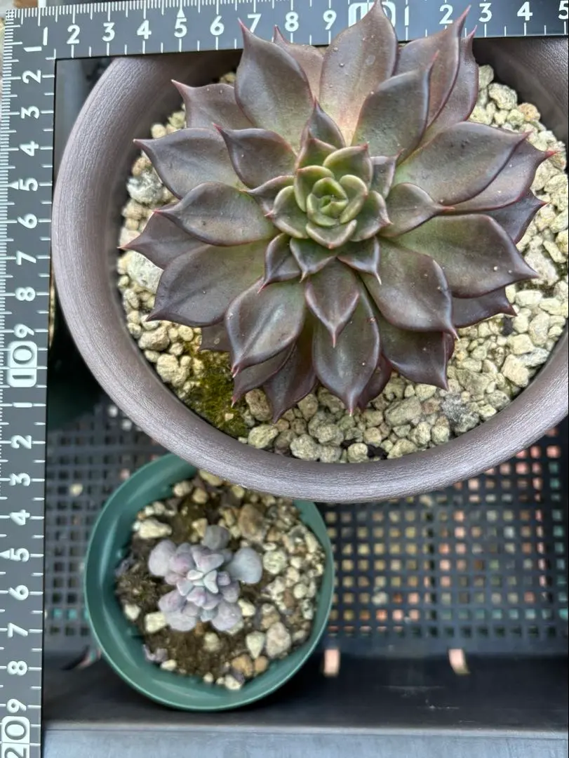 2026年最新】ブラックプリンス錦の人気アイテム - メルカリ