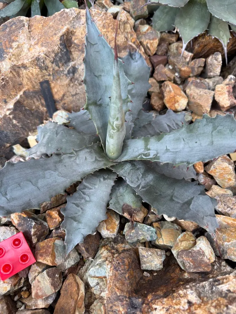 2026年最新】アガベ マルガリータの人気アイテム - メルカリ