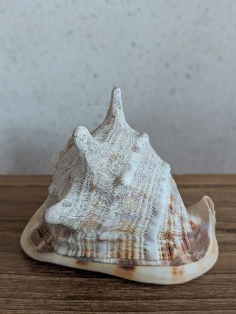 2026年最新】トウカムリの人気アイテム - メルカリ