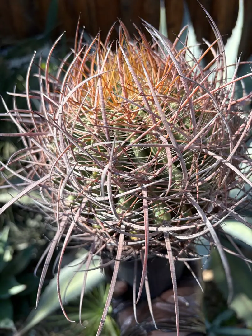 2026年最新】鯱 多肉の人気アイテム - メルカリ