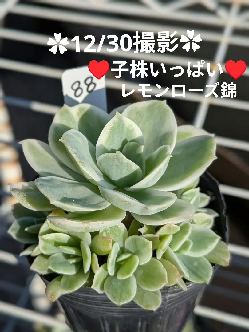 2026年最新】レモンローズ錦の人気アイテム - メルカリ