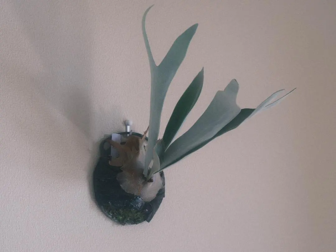 2026年最新】akki ビカクシダの人気アイテム - メルカリ