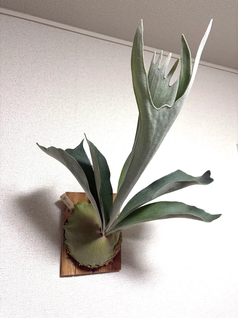 2026年最新】akki ビカクシダの人気アイテム - メルカリ