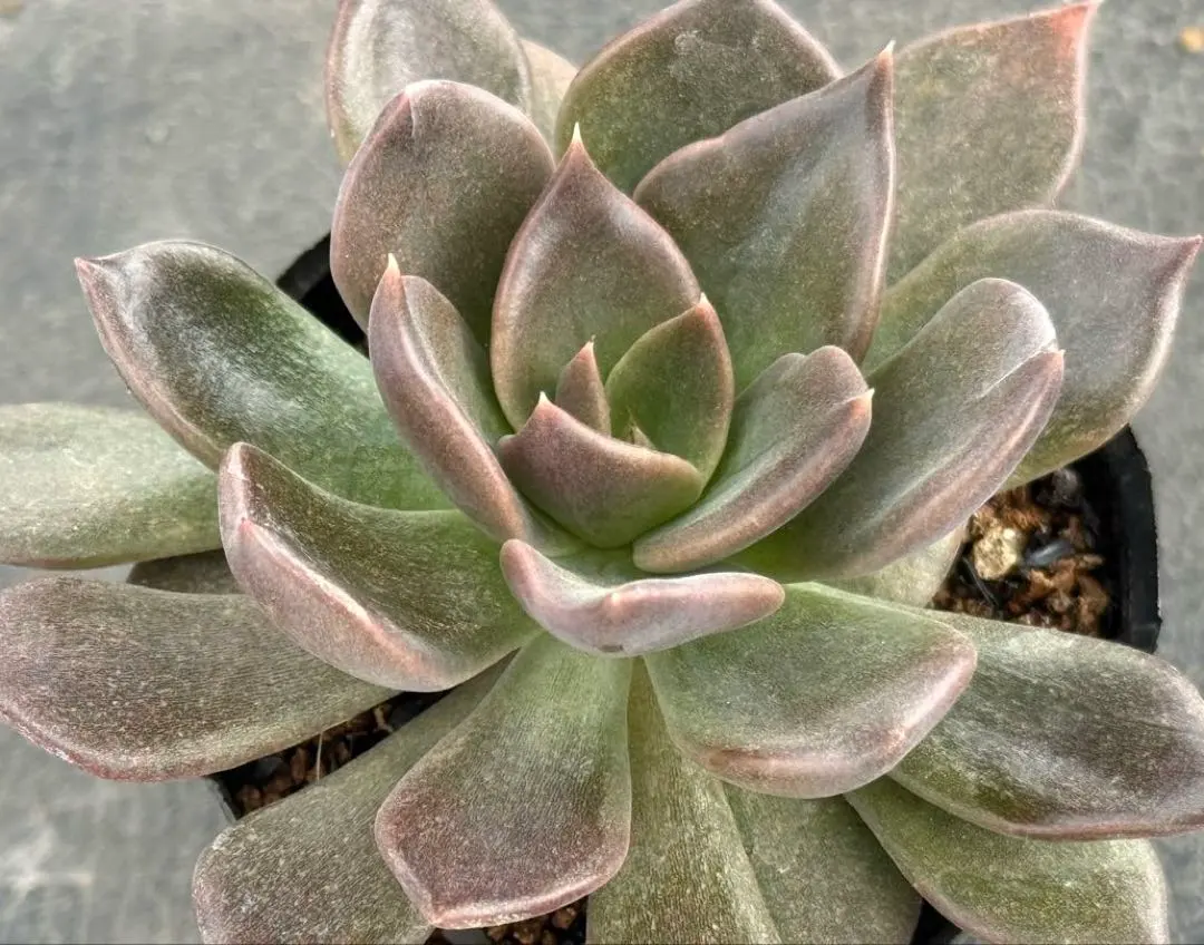 2026年最新】ブラックプリンス錦の人気アイテム - メルカリ