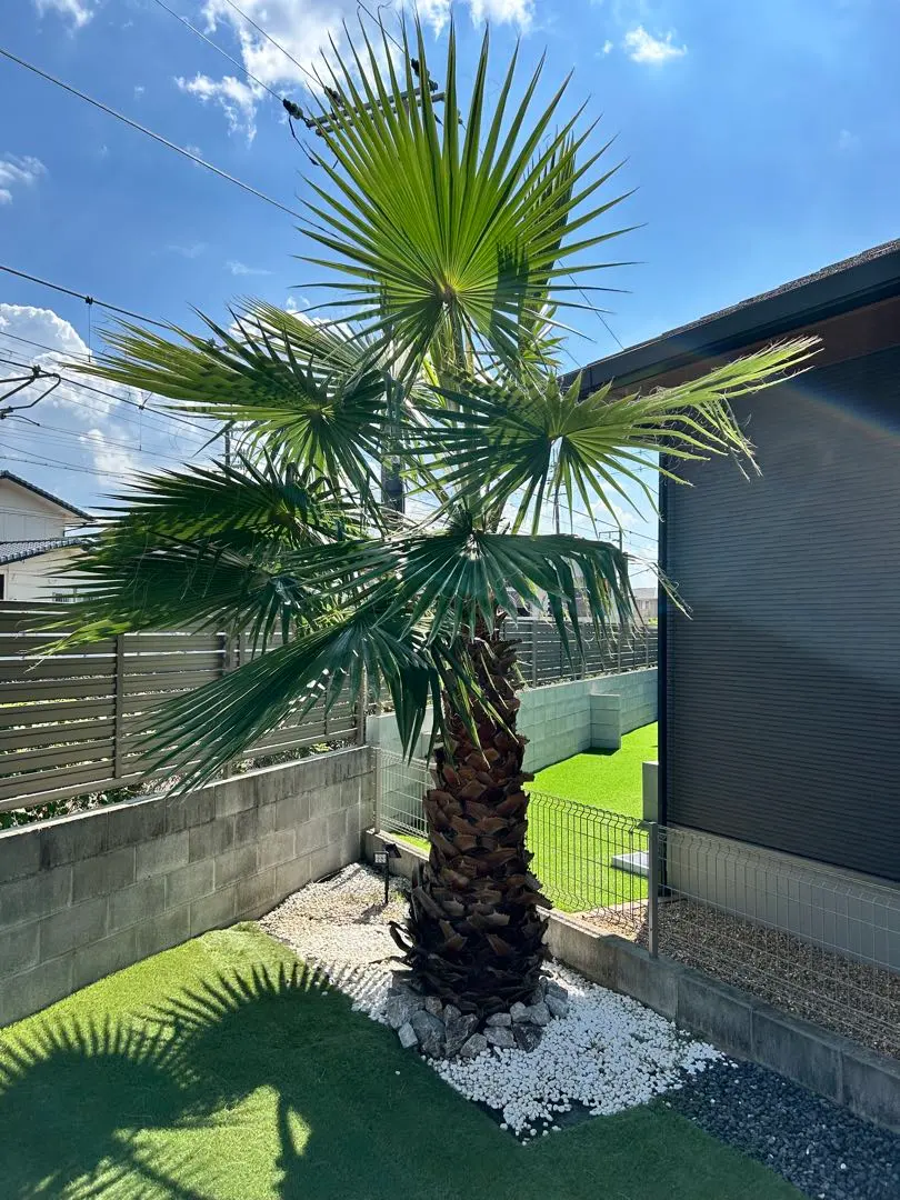 2026年最新】ワシントンヤシの人気アイテム - メルカリ