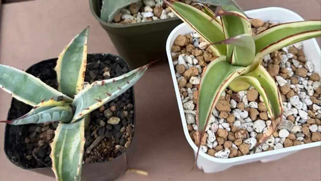 2026年最新】アガベ スノーグローの人気アイテム - メルカリ