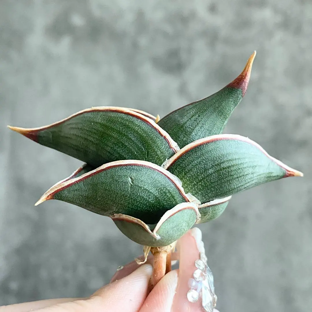 2026年最新】サンスベリア ロリダ 斑入りの人気アイテム - メルカリ