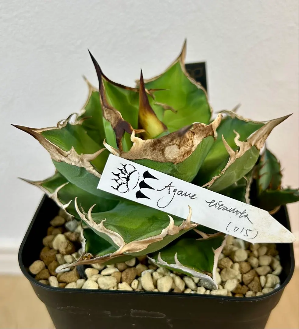 2026年最新】agave dennisの人気アイテム - メルカリ
