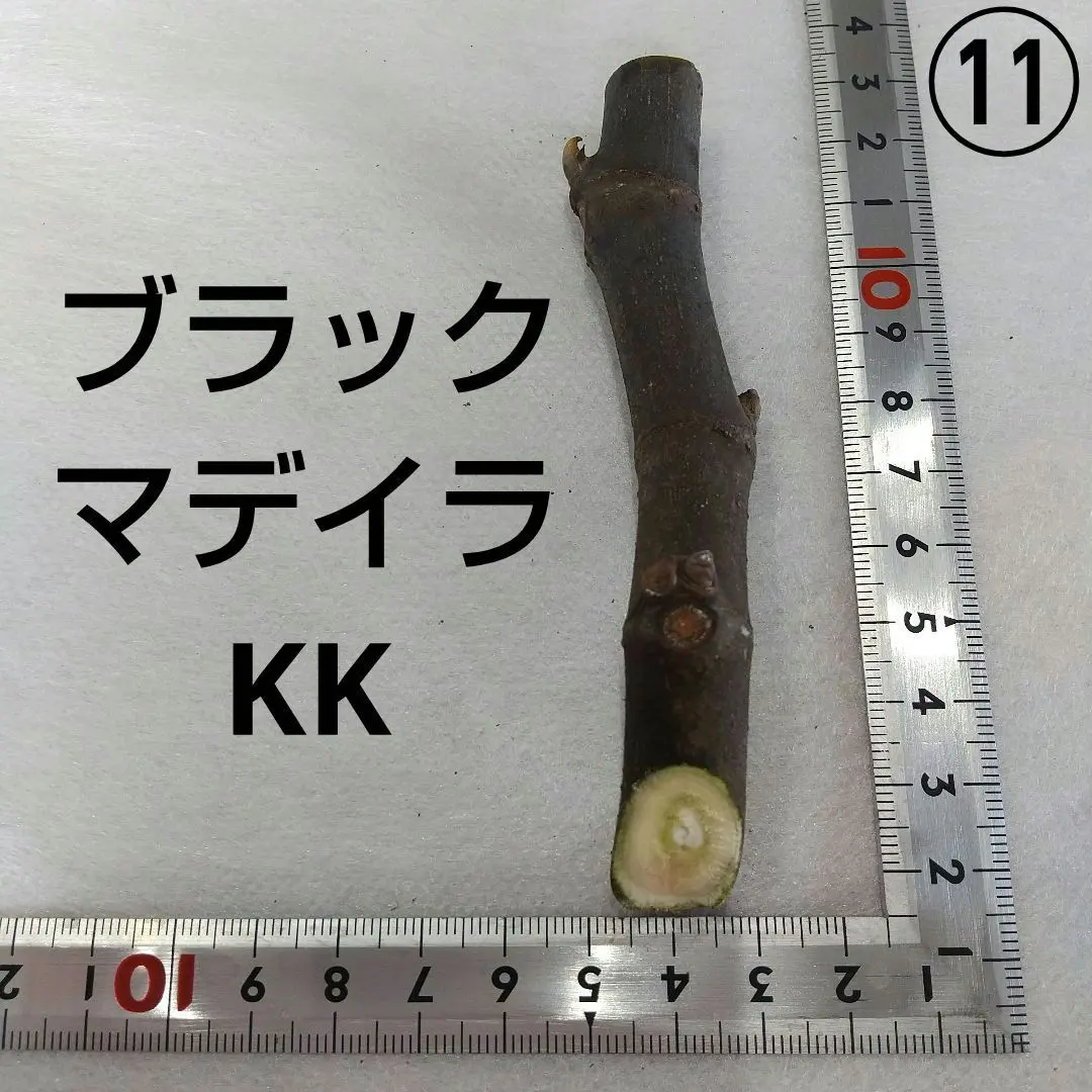 2026年最新】イチジク苗 ブラックマデイラの人気アイテム - メルカリ