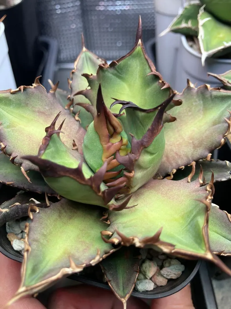 2026年最新】レッドヴェノムアガベの人気アイテム - メルカリ