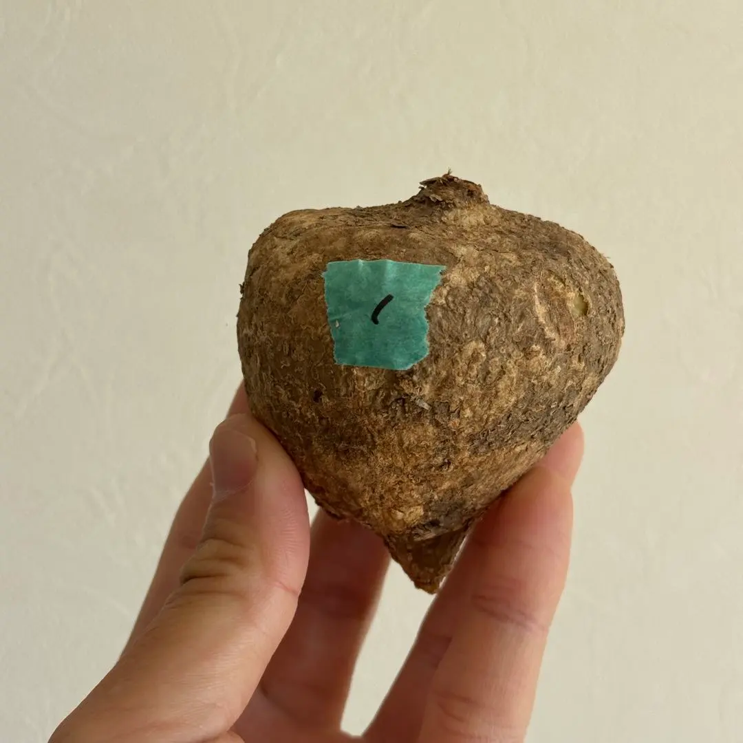 2026年最新】アデニア オバタの人気アイテム - メルカリ