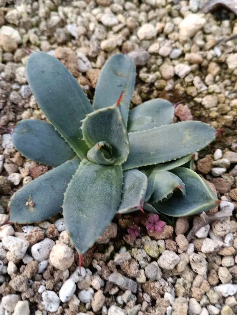 2026年最新】アガベパリーボーダーガードの人気アイテム - メルカリ