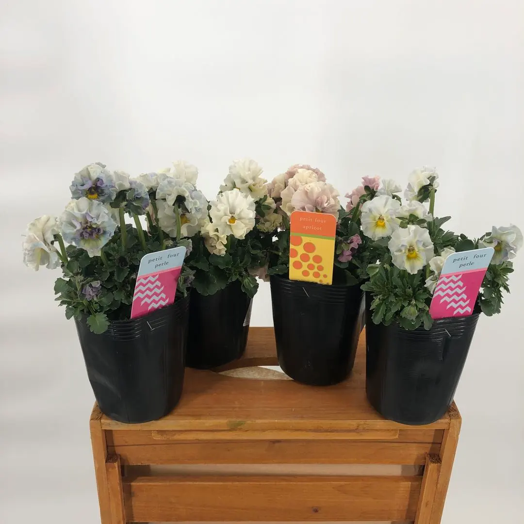 2026年最新】プティフール ビオラの人気アイテム - メルカリ