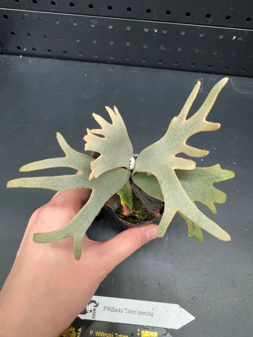 2026年最新】totor ビカクシダの人気アイテム - メルカリ