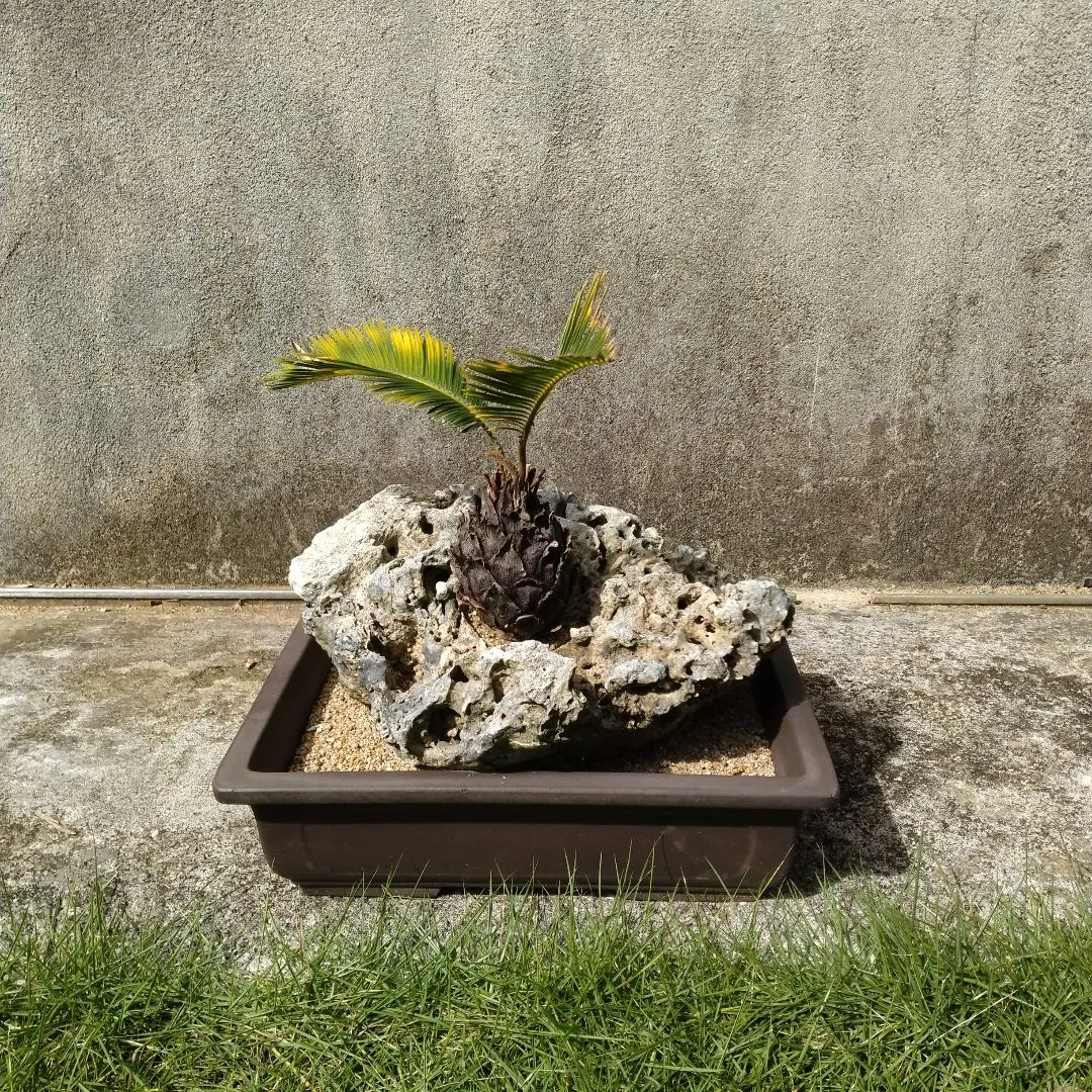 2026年最新】盆栽ソテツの人気アイテム - メルカリ