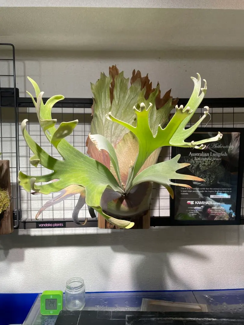 2026年最新】patra gardenの人気アイテム - メルカリ