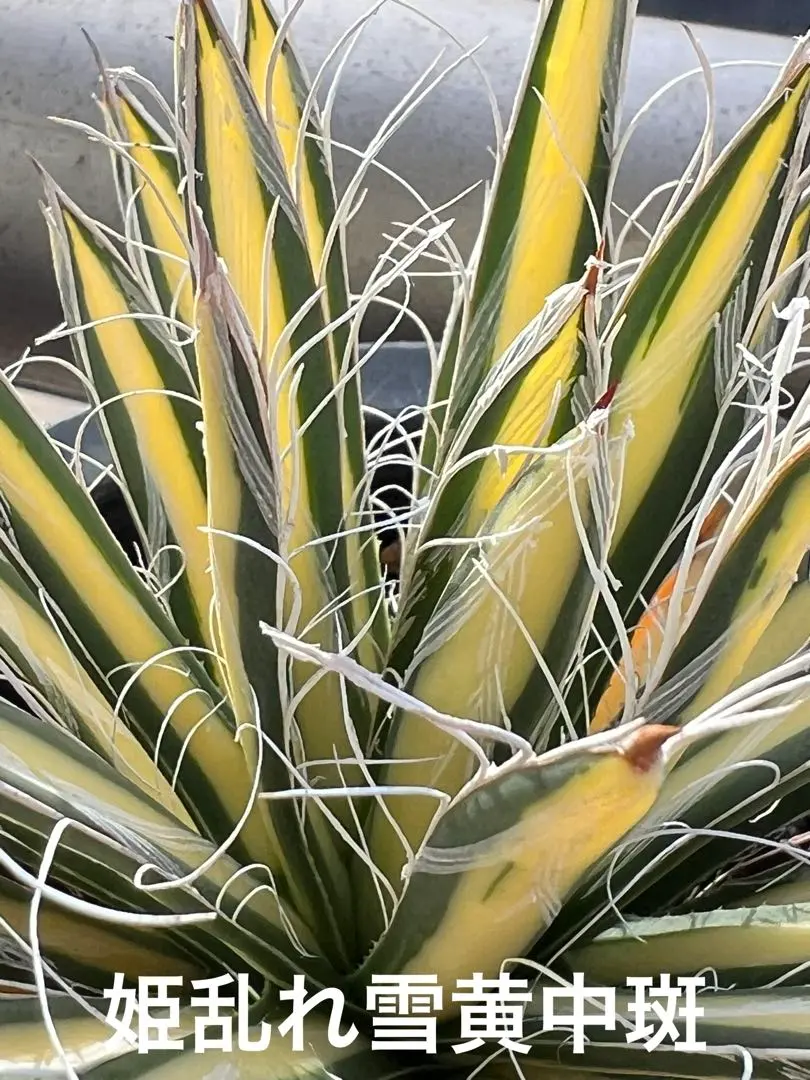 2026年最新】アガベ乱れ雪錦の人気アイテム - メルカリ