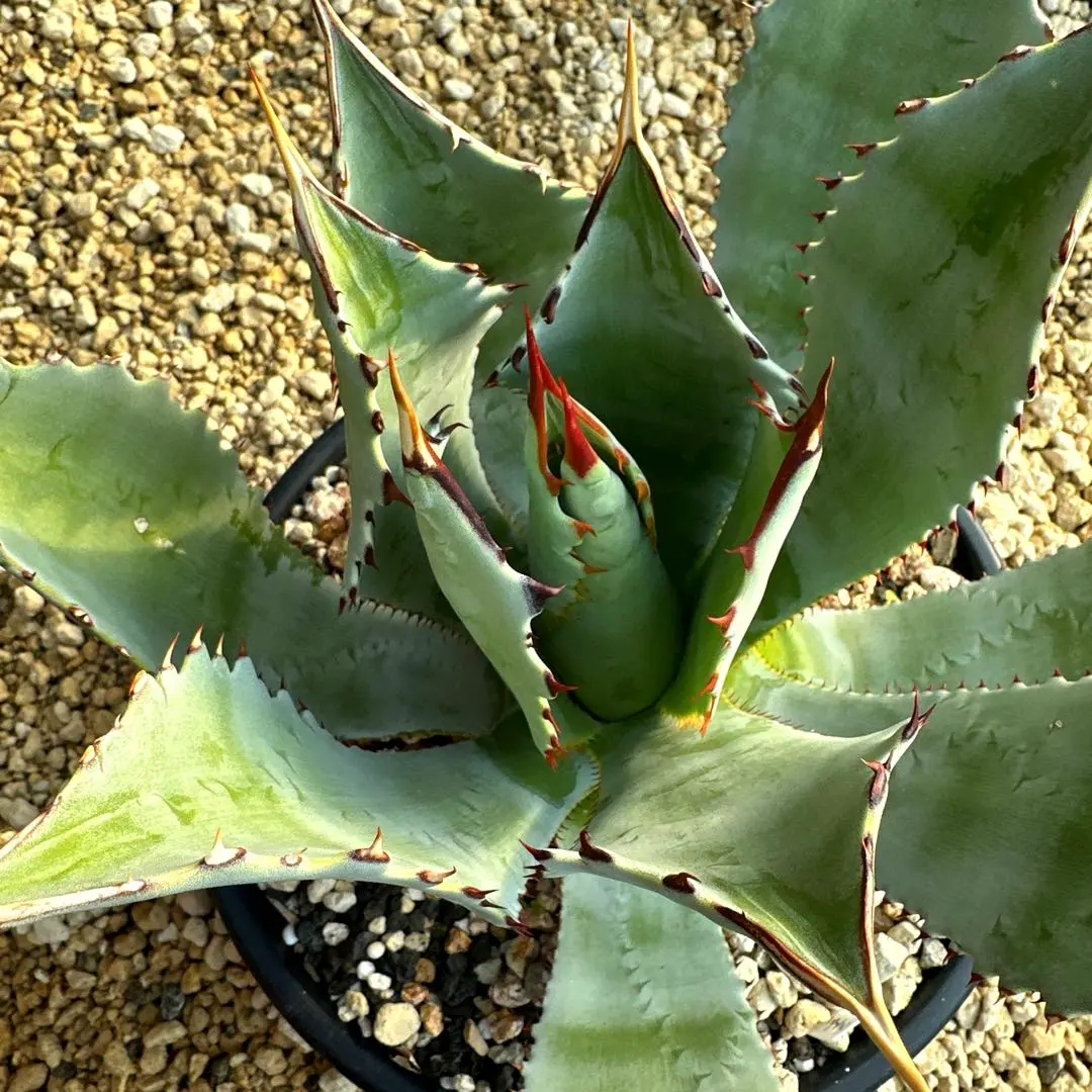 2026年最新】グアダラハラナの人気アイテム - メルカリ