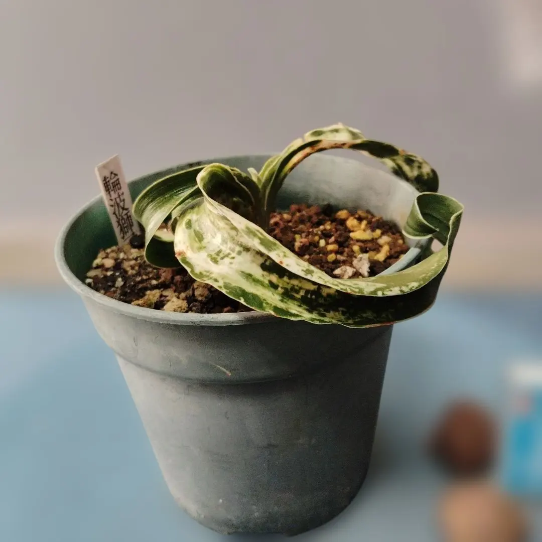 2026年最新】万年青 獅子の人気アイテム - メルカリ