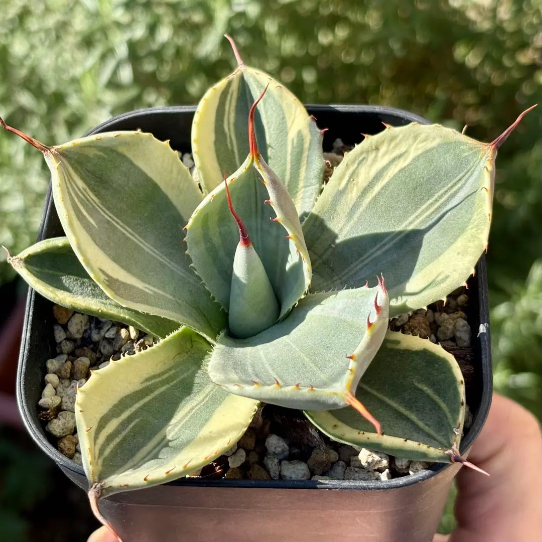 2026年最新】トランカータ 斑入りの人気アイテム - メルカリ