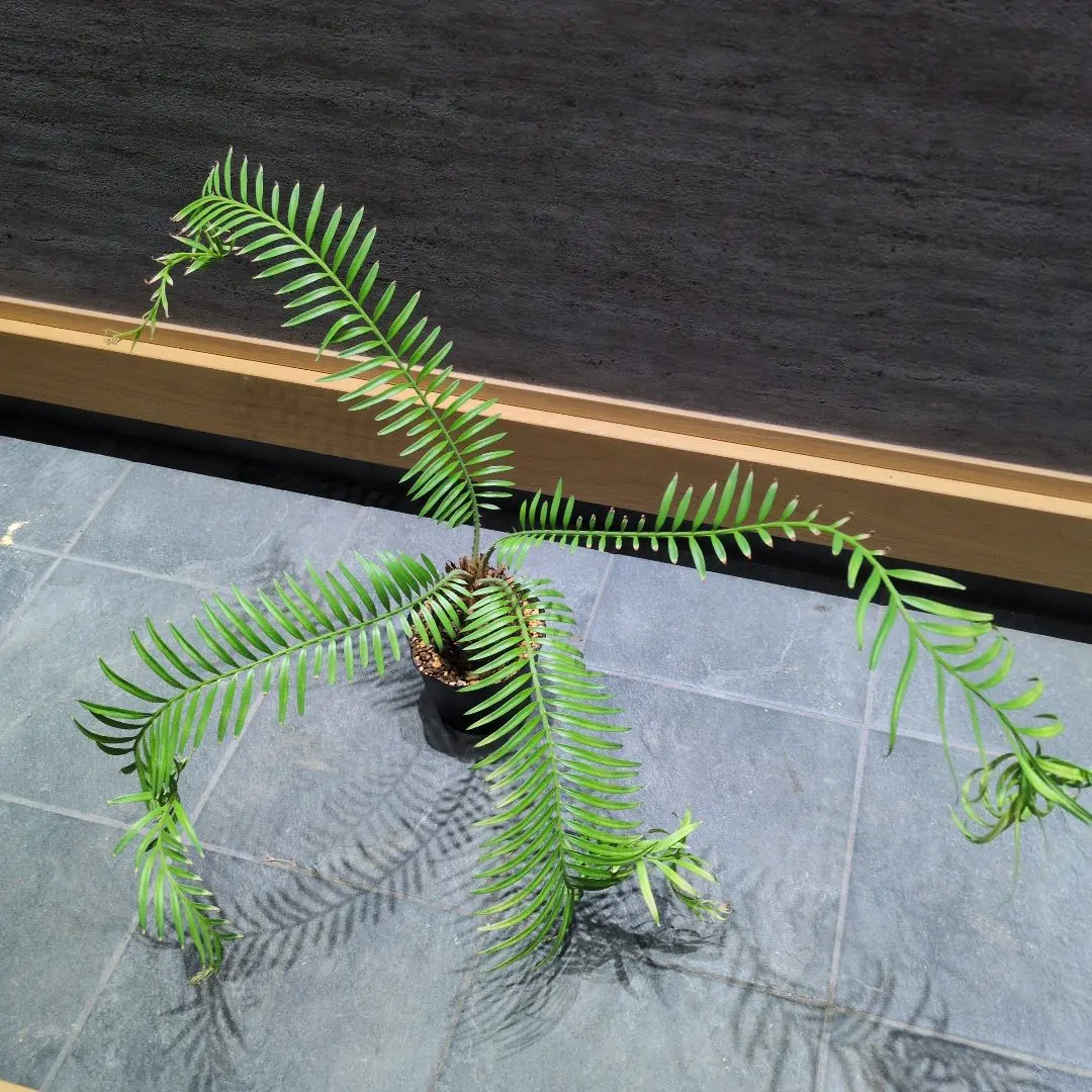 2026年最新】黄金ソテツの人気アイテム - メルカリ