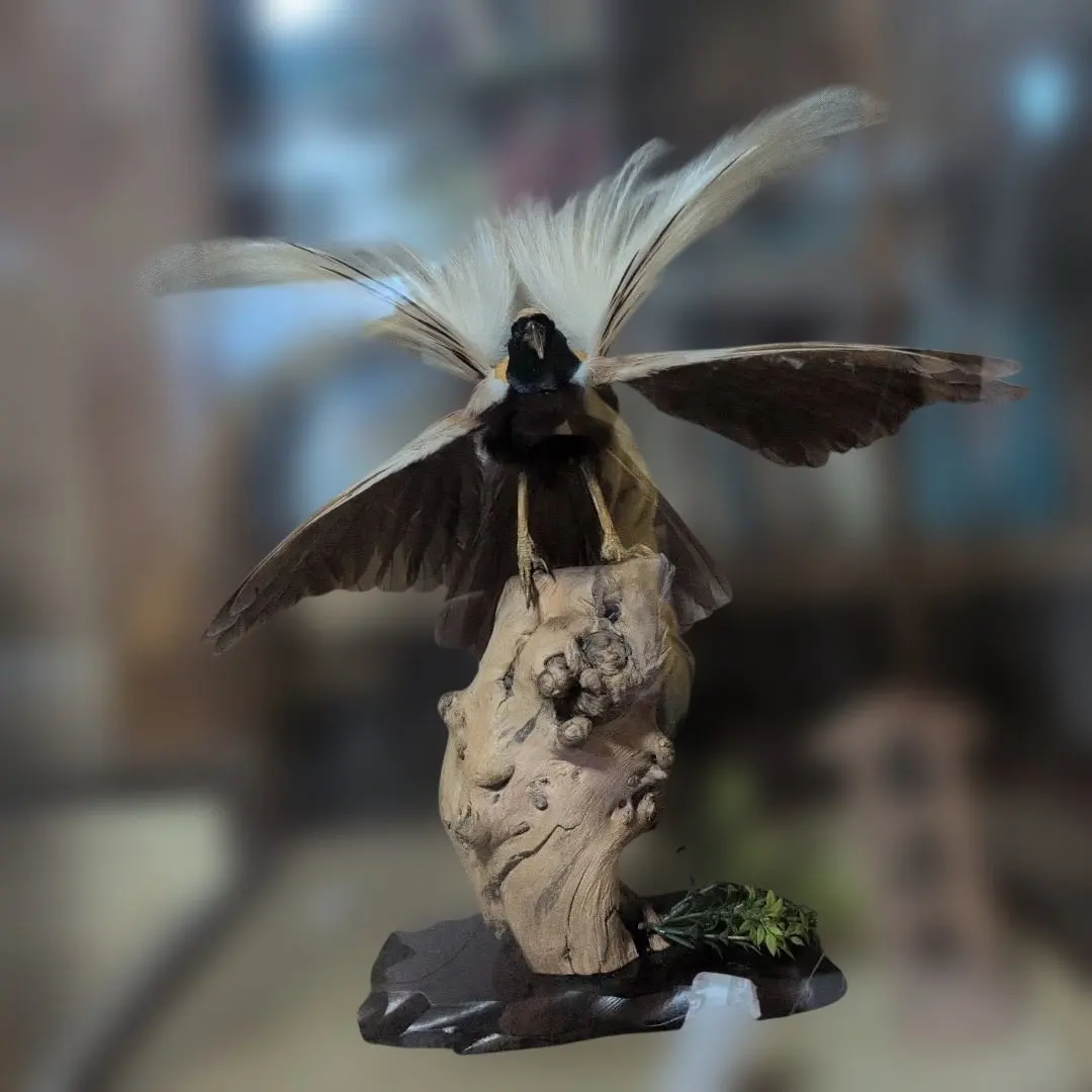 2026年最新】鳥剥製の人気アイテム - メルカリ