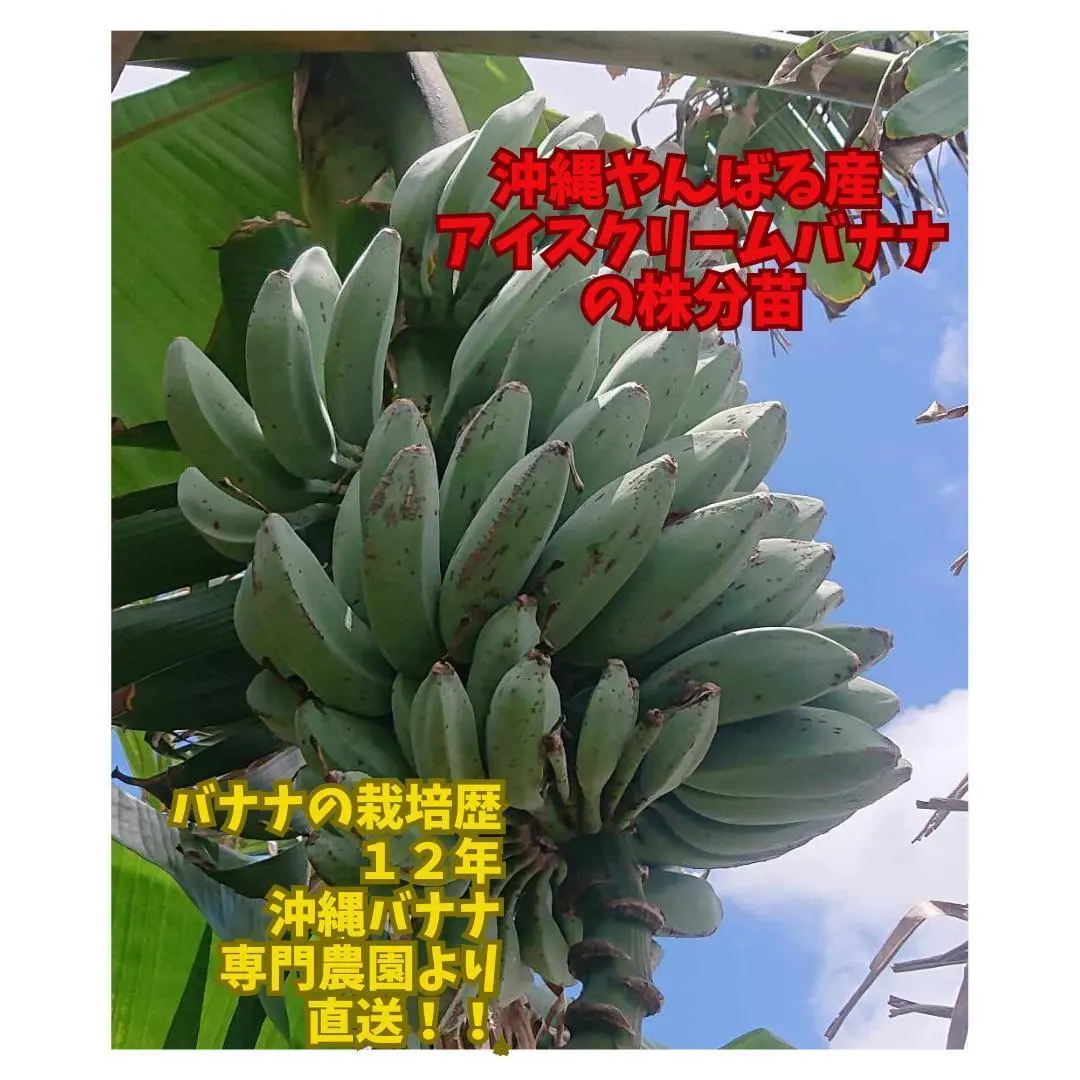2026年最新】アイスクリームバナナ 苗の人気アイテム - メルカリ