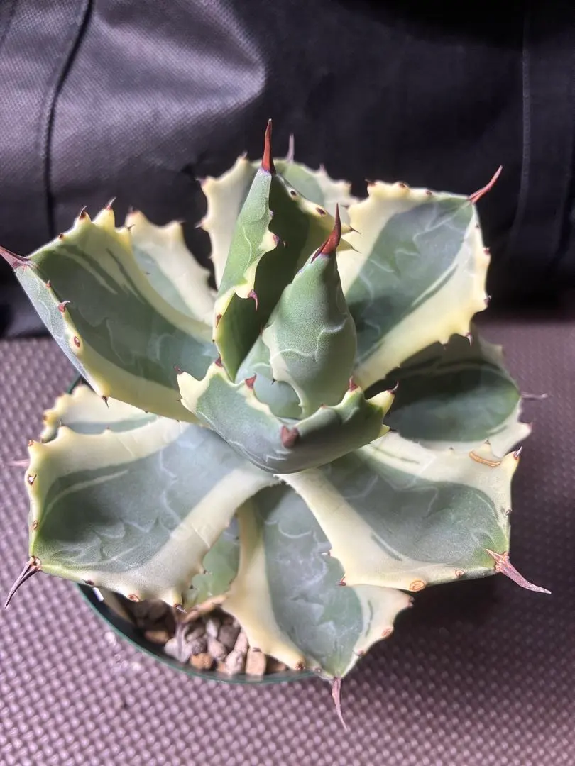 2026年最新】アトミックゴールド アガベの人気アイテム - メルカリ