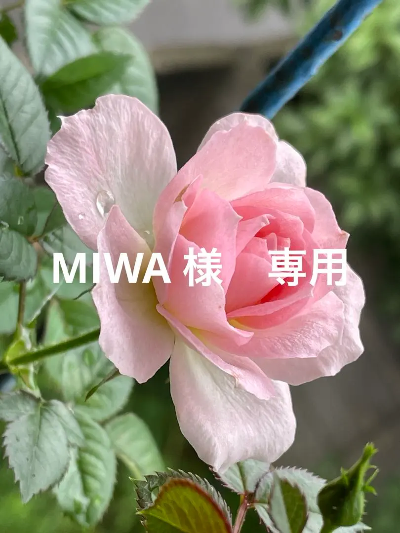 2026年最新】アピナールソープの人気アイテム - メルカリ