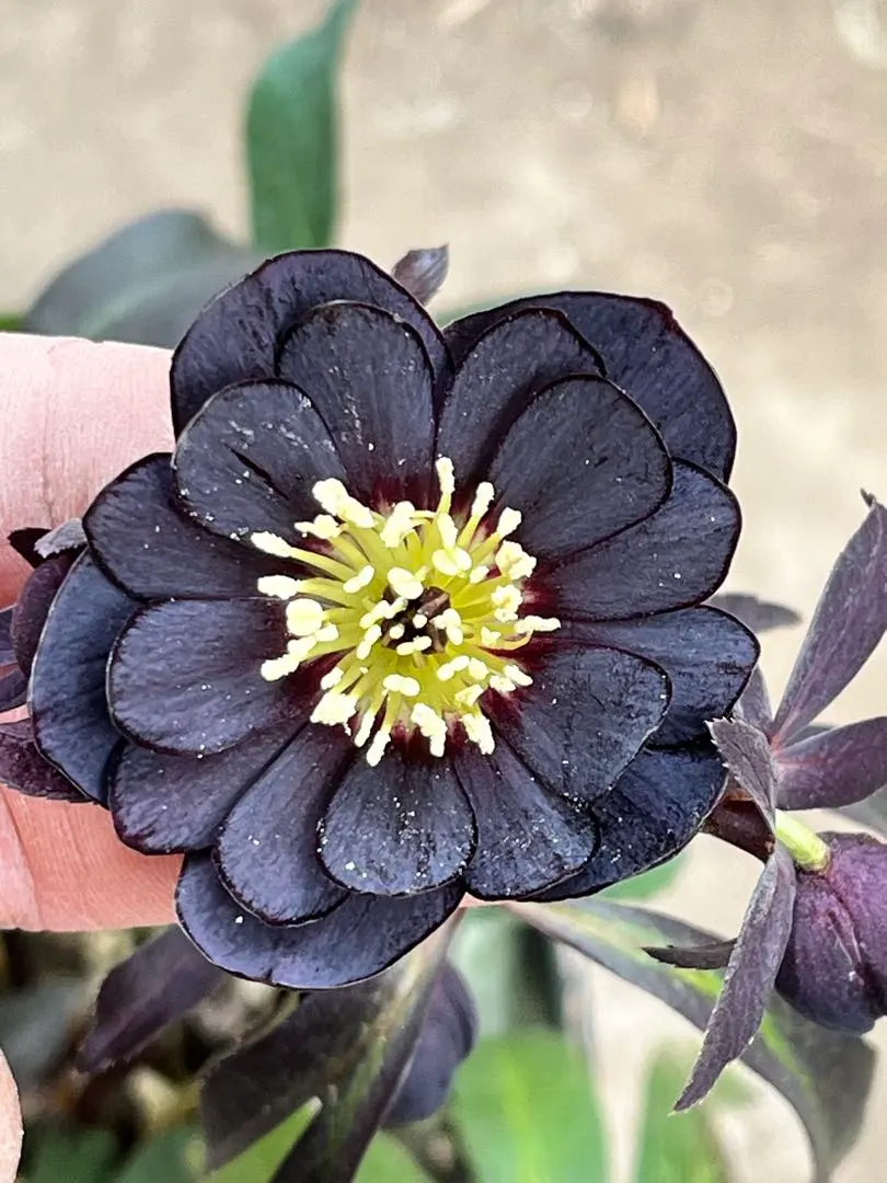 2026年最新】写楽 クリスマスローズの人気アイテム - メルカリ