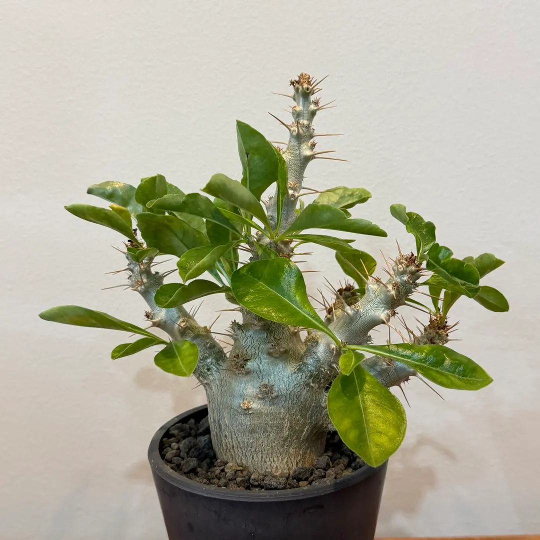 2026年最新】サンデルシー パキポディウムの人気アイテム - メルカリ