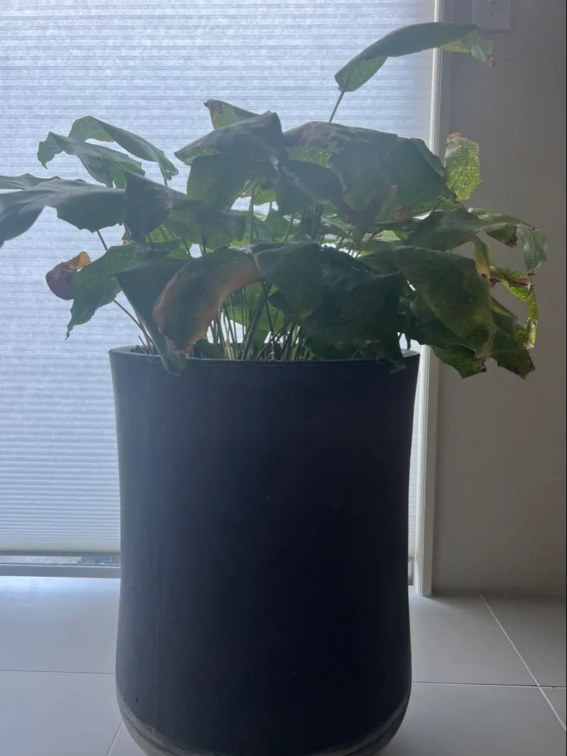 2026年最新】カラテア ムサイカの人気アイテム - メルカリ