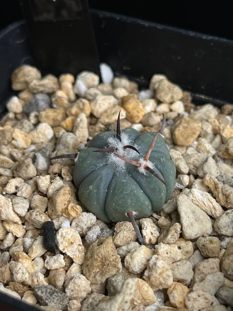 2026年最新】エキノカクタス雷帝の人気アイテム - メルカリ