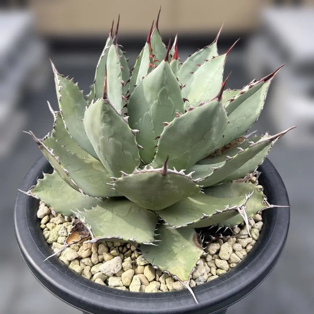 2026年最新】アガベ パリー ハイブリッドの人気アイテム - メルカリ