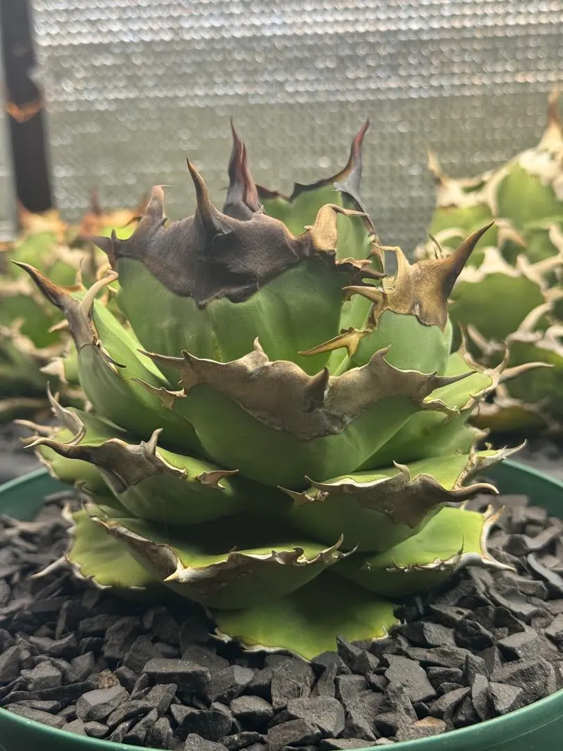 2026年最新】キングアーサー アガベの人気アイテム - メルカリ