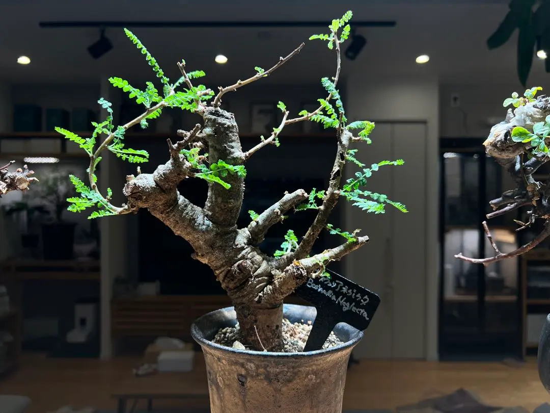 2026年最新】ボスウェリア ネグレクタの人気アイテム - メルカリ