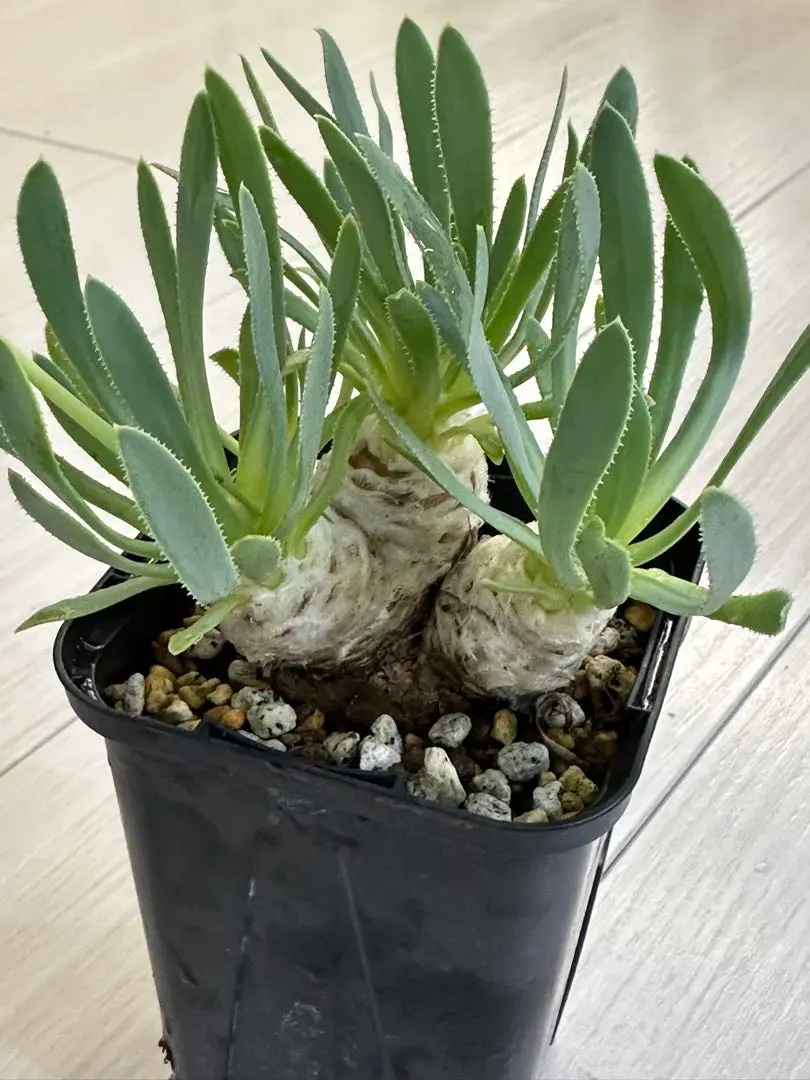 2026年最新】オトンナ レトロルサの人気アイテム - メルカリ